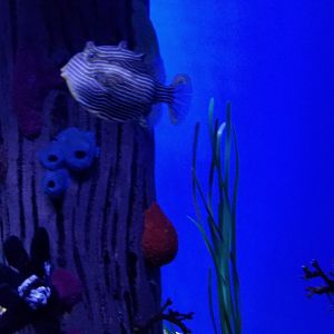 ID? Aq of the Smokies - Seahorse tank