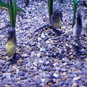 ID? Lined seahorse? Aq of the Smokies - Seahorse tank