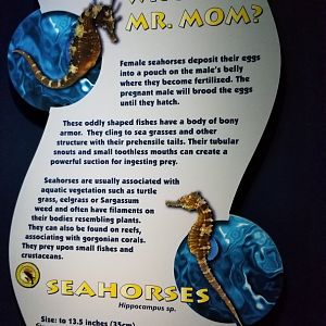 Aq of the Smokies - Seahorse sign