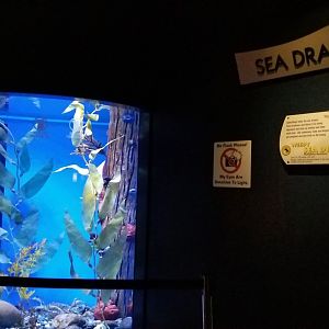 Aq of the Smokies - Weedy Seadragon