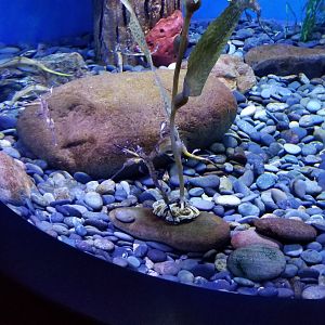 Aq of the Smokies - Weedy Seadragon