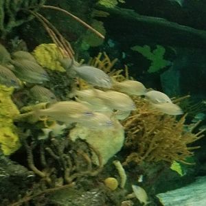 ID? Aq of the Smokies - Shark Tunnel