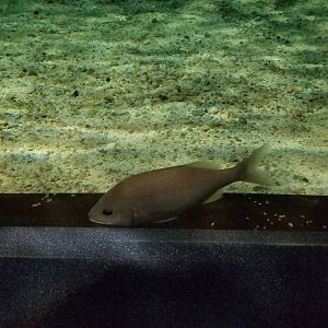 ID? Aq of the Smokies - Shark Tunnel