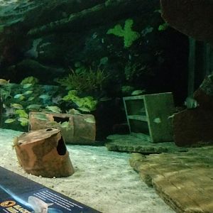 Aq of the Smokies - Shark Tunnel