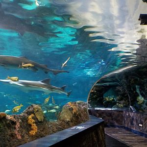 Aq of the Smokies - Shark Tunnel