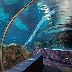 Aq of the Smokies - Shark Tunnel