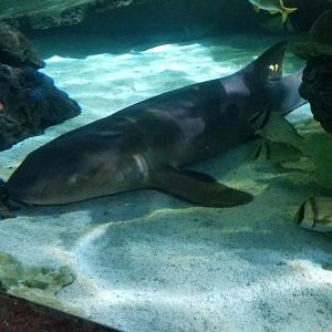 Aq of the Smokies - Shark Tunnel