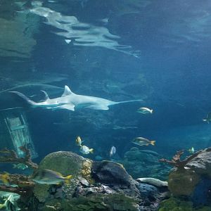 Aq of the Smokies - Shark Tunnel