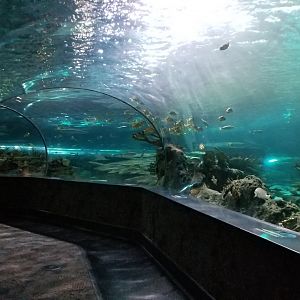 Aq of the Smokies - Shark Tunnel