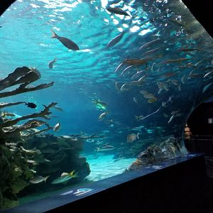 Aq of the Smokies - Shark Tunnel