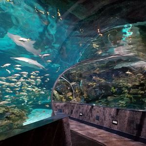 Aq of the Smokies - Shark Tunnel