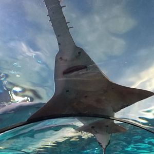 Sawfish ID? Aq of the Smokies - Shark Tunnel