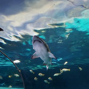 Aq of the Smokies - Shark Tunnel