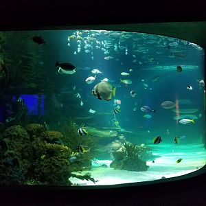 IDs? Aq of the Smokies - Large salt fish tank