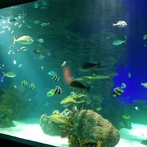 IDs? Aq of the Smokies - Large salt fish tank