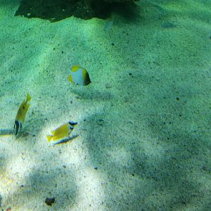 IDs, other than foxface? Aq of the Smokies - Large salt fish tank