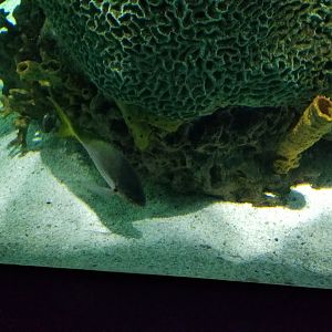 IDs? Aq of the Smokies - Large salt fish tank