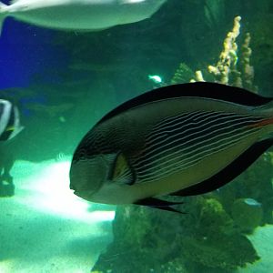 IDs? Aq of the Smokies - Large salt fish tank