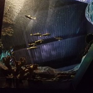 Aq of the Smokies - Odd tank from below