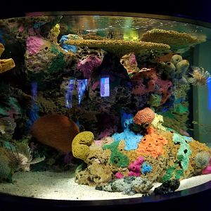 Aq of the Smokies - Spotted scorpionfish tank