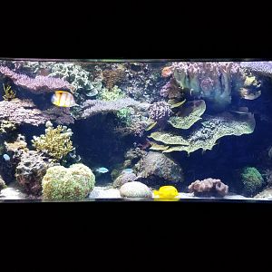 Aq of the Smokies - Unsigned tank