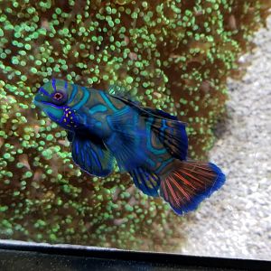 Aq of the Smokies - Mandarin Dragonet