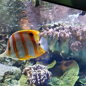 ID? Aq of the Smokies - Unsigned tank