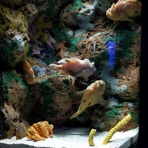 Aq of the Smokies - Commerson's Frogfish