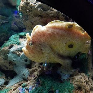 Aq of the Smokies - Commerson's Frogfish