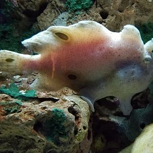 Aq of the Smokies - Commerson's Frogfish