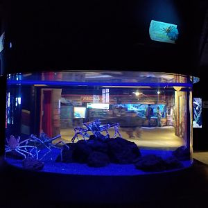 Aq of the Smokies - Japanese Spider Crabs