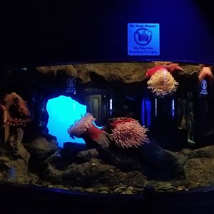 Aq of the Smokies - Giant Pacific Octopus