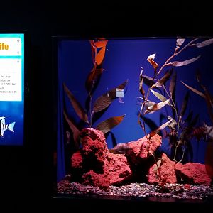 Aq of the Smokies - Old Wife