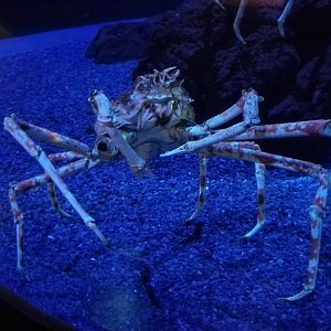 Aq of the Smokies - Spider Crab