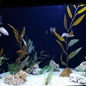 Aq of the Smokies - European Cuttlefish tank