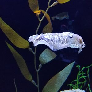 Aq of the Smokies - European cuttlefish