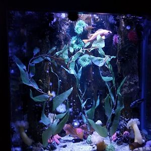 Aq of the Smokies - Swell Shark tank