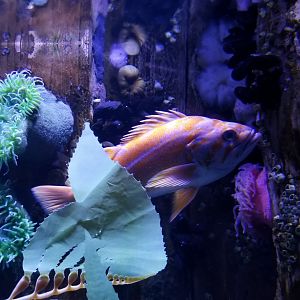 ID? Aq of the Smokies - Swell Shark tank