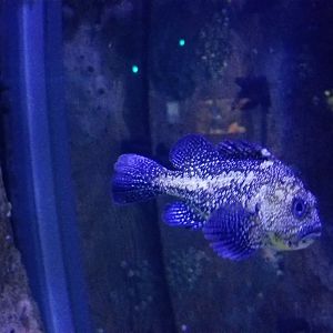 Aq of the Smokies - China Rockfish