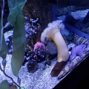 Aq of the Smokies - Swell Sharks, star