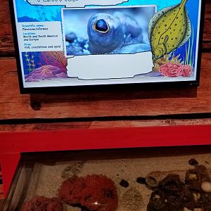 Aq of the Smokies - Curious Creatures - Flatfish