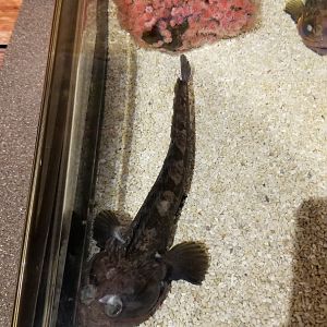 ID? batfish sp? Aq of the Smokies - Curious Creatures