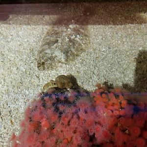 Aq of the Smokies - Curious Creatures - flatfish id?