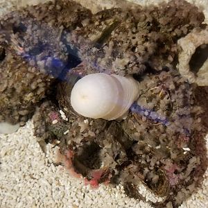 ID? Aq of the Smokies - Curious Creatures