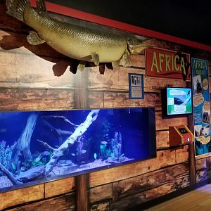 Aq of the Smokies - Curious Creatures - Lungfish tank