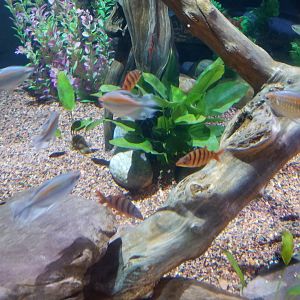 IDs? Aq of the Smokies - Curious Creatures - Lungfish tank