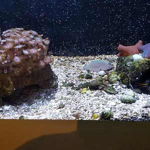 Aq of the Smokies - Curious Creatures - Peacock Mantis Shrimp