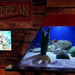 IDs? Aq of the Smokies - Curious Creatures - Spotted Trunkfish tank