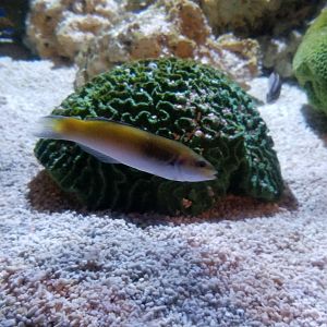 ID? Aq of the Smokies - Curious Creatures - Spotted Trunkfish tank