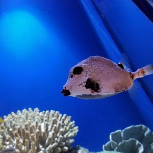 Aq of the Smokies - Curious Creatures - Spotted Trunkfish